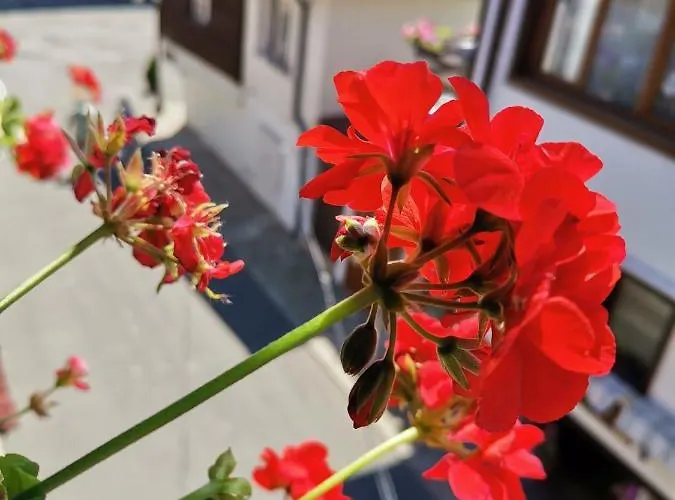 Guest Melsambria 内塞伯尔