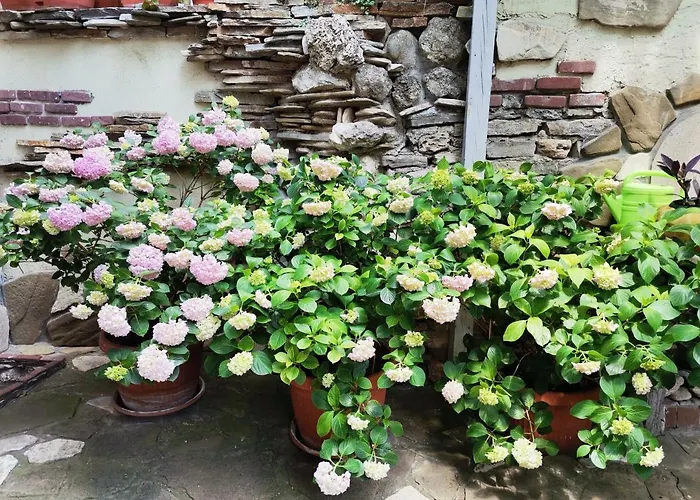 Guest house Guest Melsambria 4*